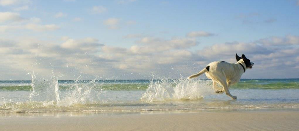 hotel pet friendly a rimini riviera romagnola